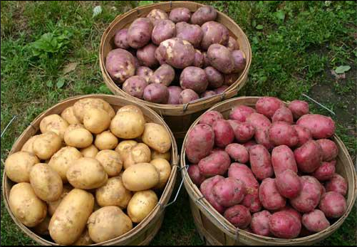 2012 Sept 04 Potato Harvest