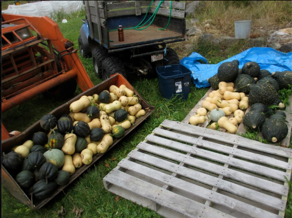 2012 Sept 21 bucket load of squash_Thanks Dale